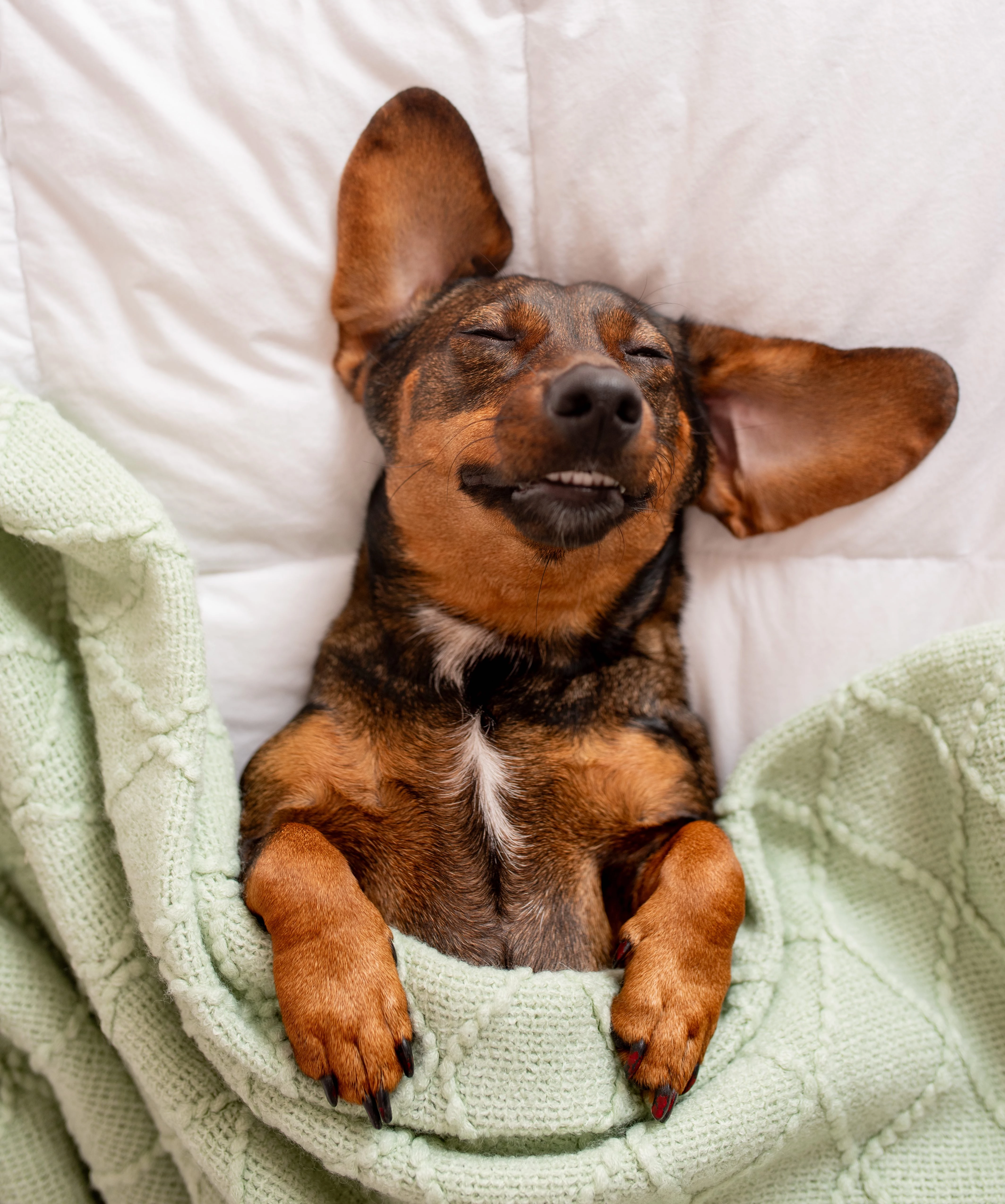 Image info Dogs Stay, Too!