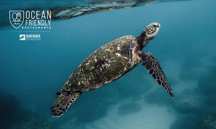 a turtle swimming in the water