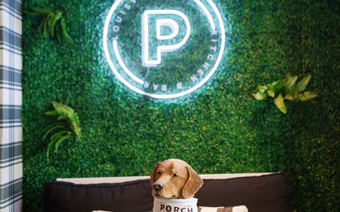 a dog sitting on a couch