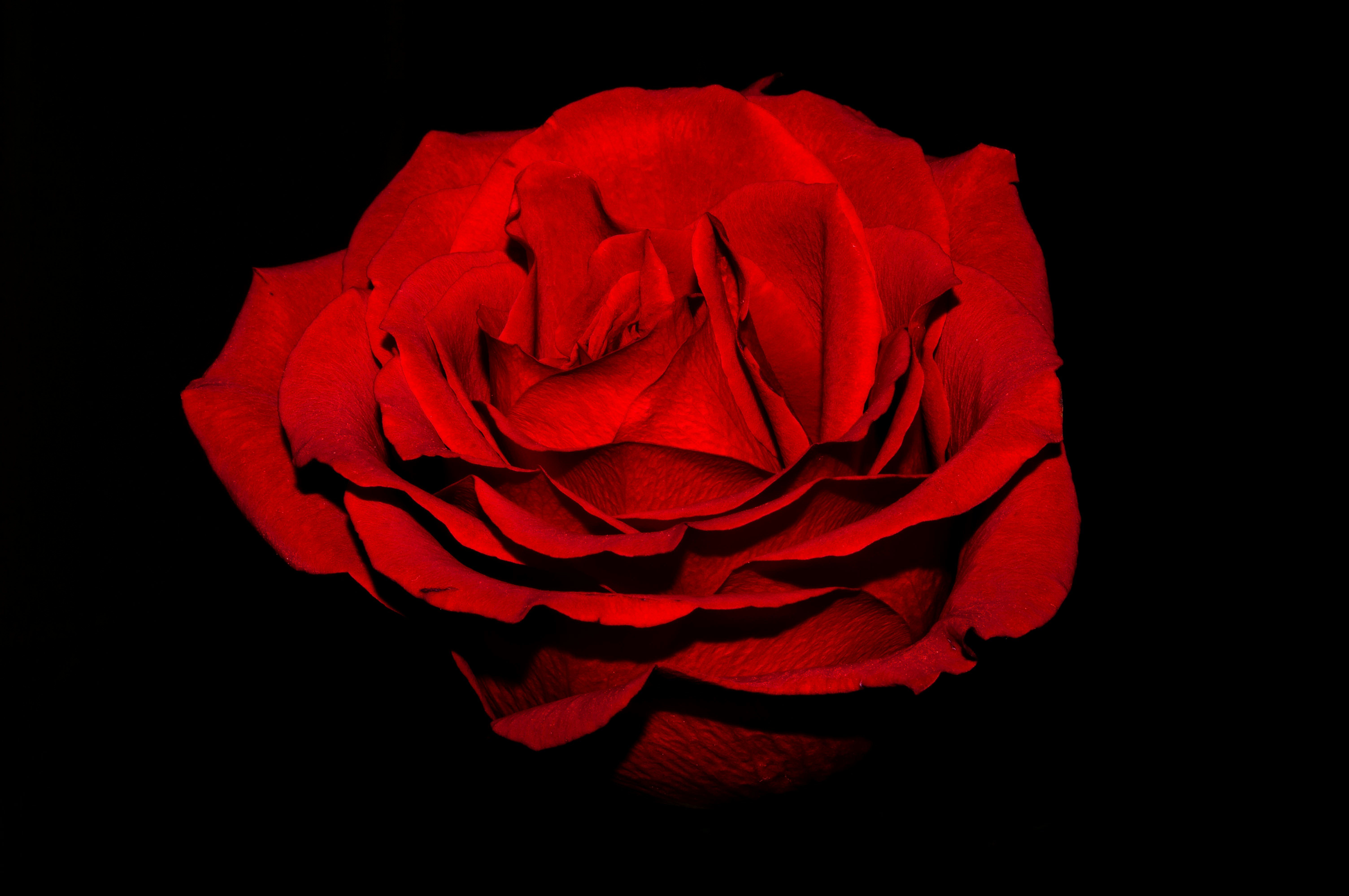 a close up of a red rose