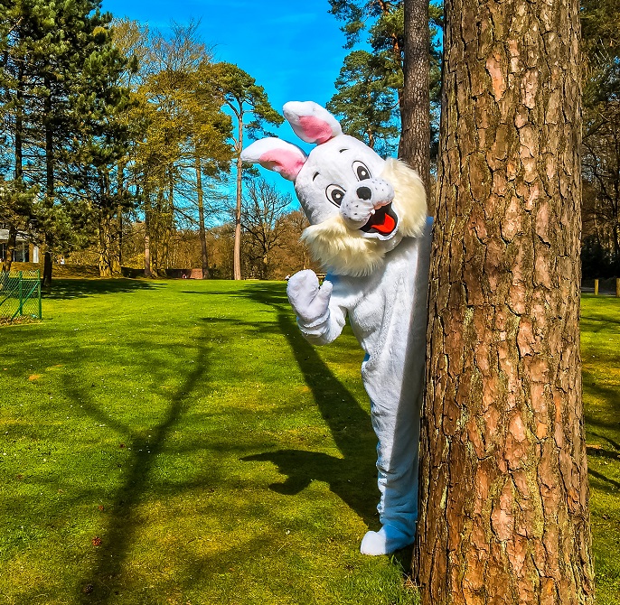 a rabbit in a garden next to a tree
