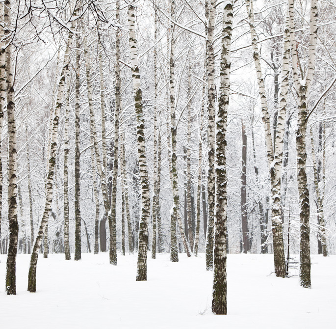 Secret Forest Big Tree Green Backdrop for Photo Studio LV-837