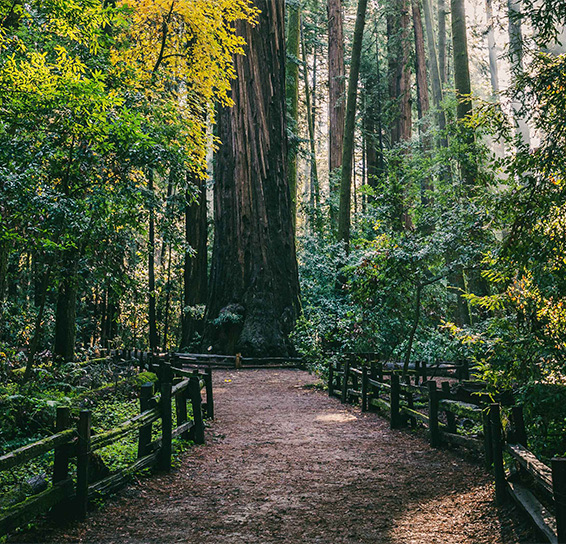 Bridge that goes through forest in between green trees