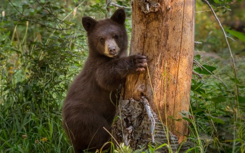 a bear standing on a tree stump
