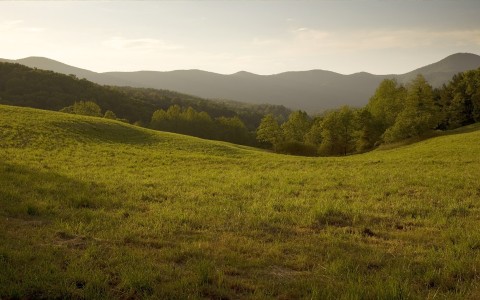 a grassy field with trees in the background