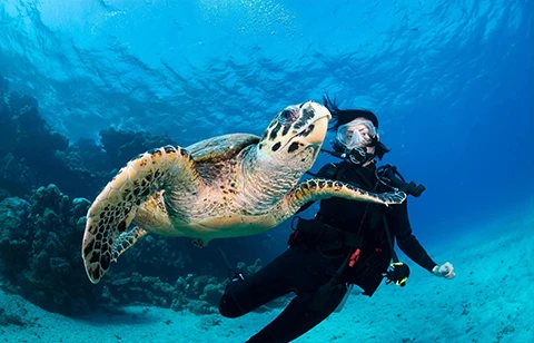 a person swimming with a turtle