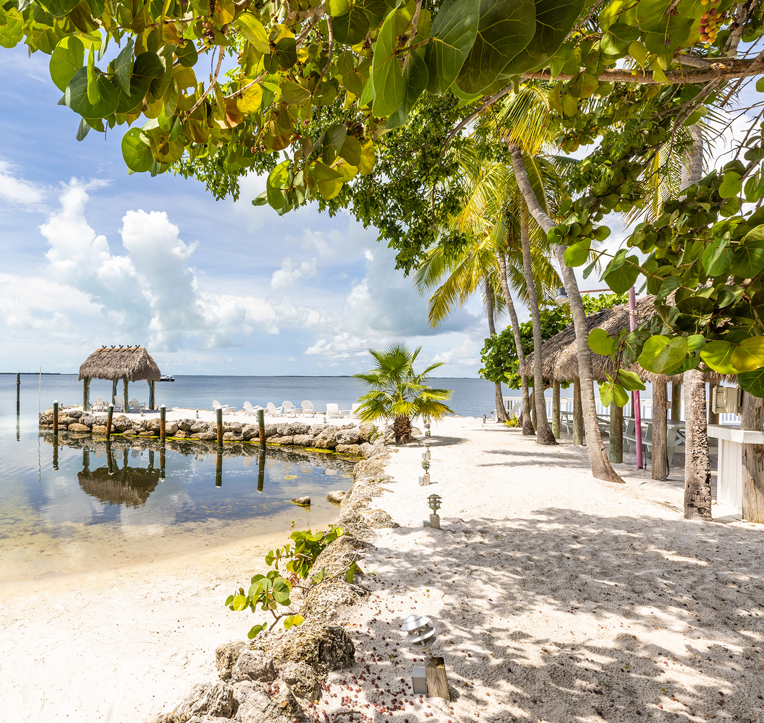 a beach with trees and a body of water