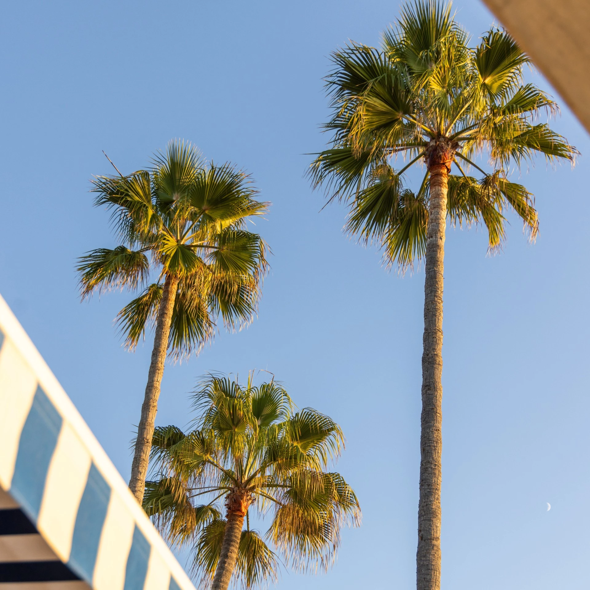 palm trees on a sunny day