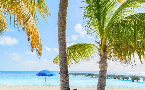 two bikes leaned on the side of palm trees with the ocean and beach in the background