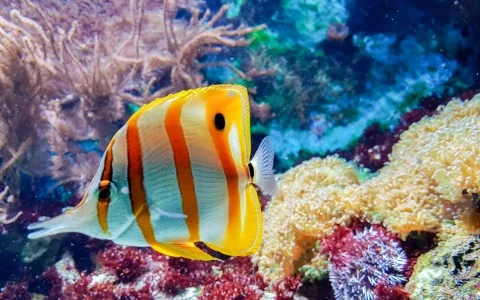 close up of an orange and white striped fish