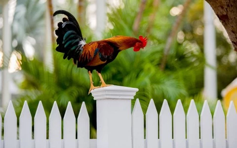a rooster standing on top of a white fence 
