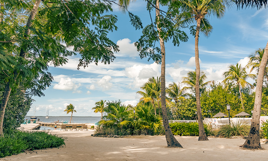 a beach with palm trees and a beach chair