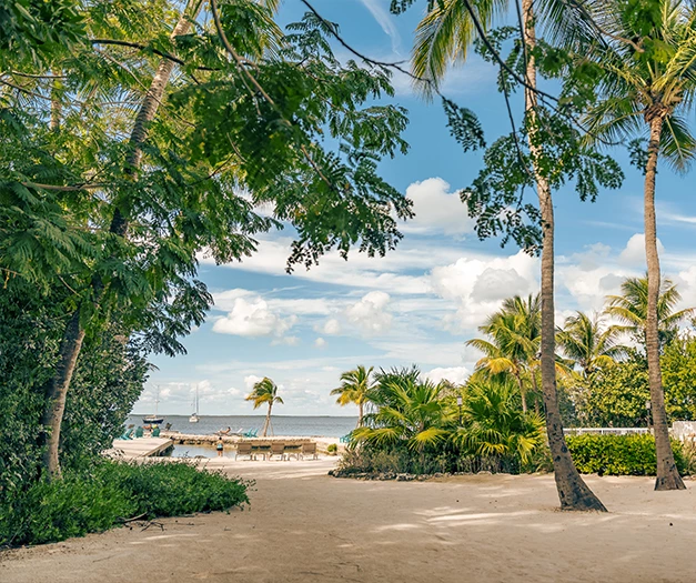 a beach with palm trees and a dock