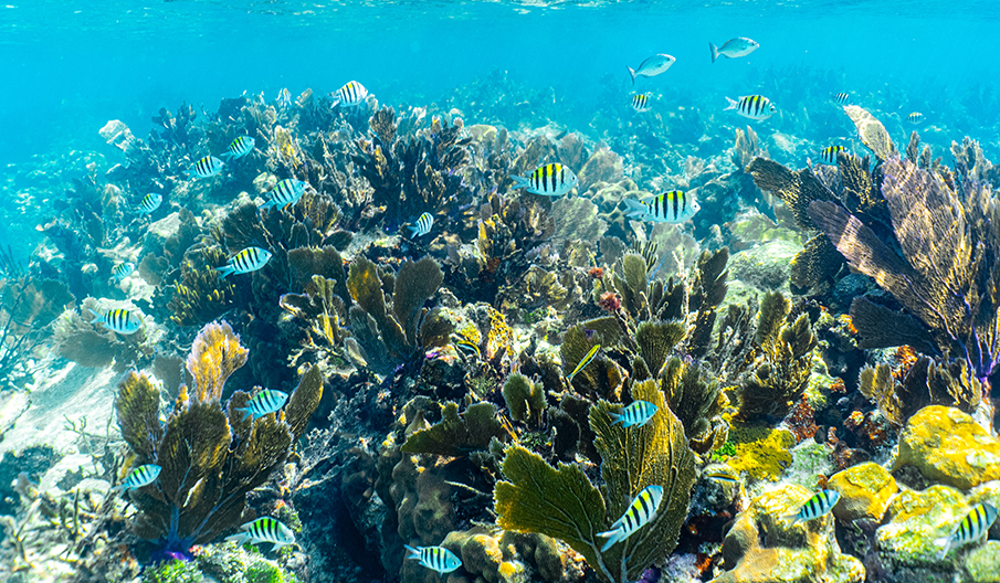 a group of fish swimming in the water