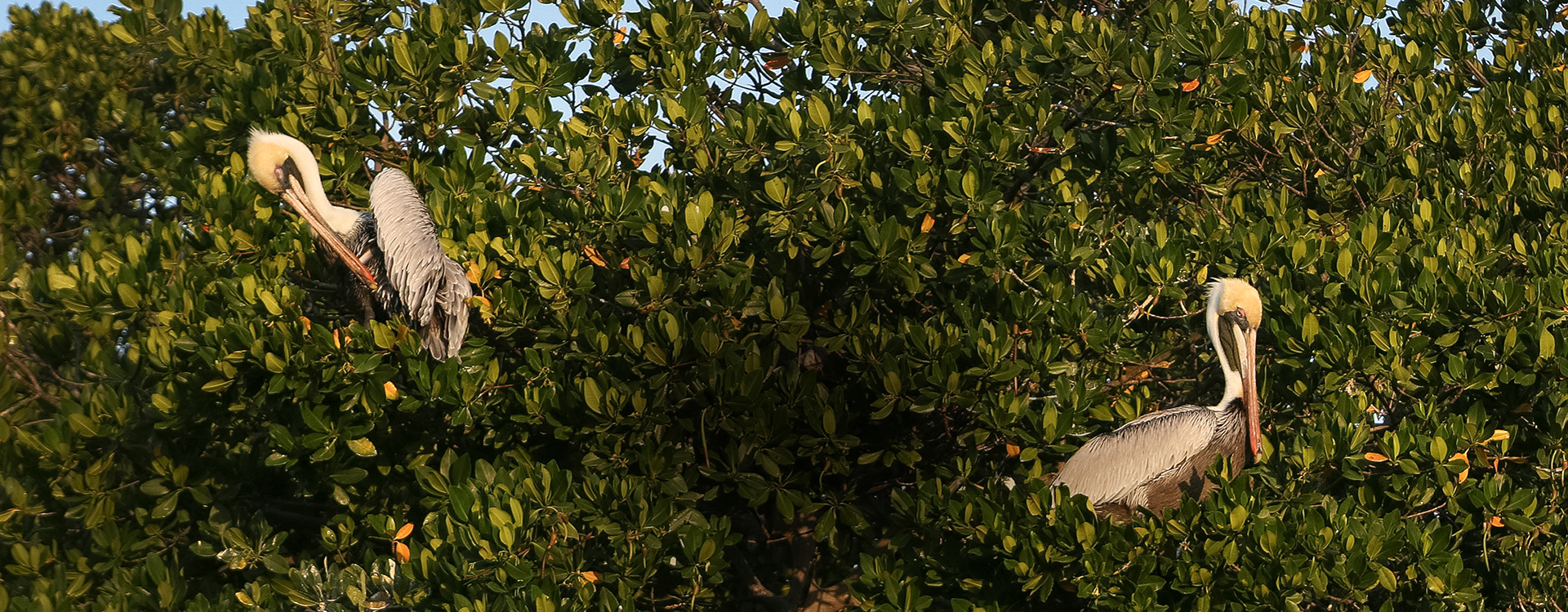 a tree with green leaves