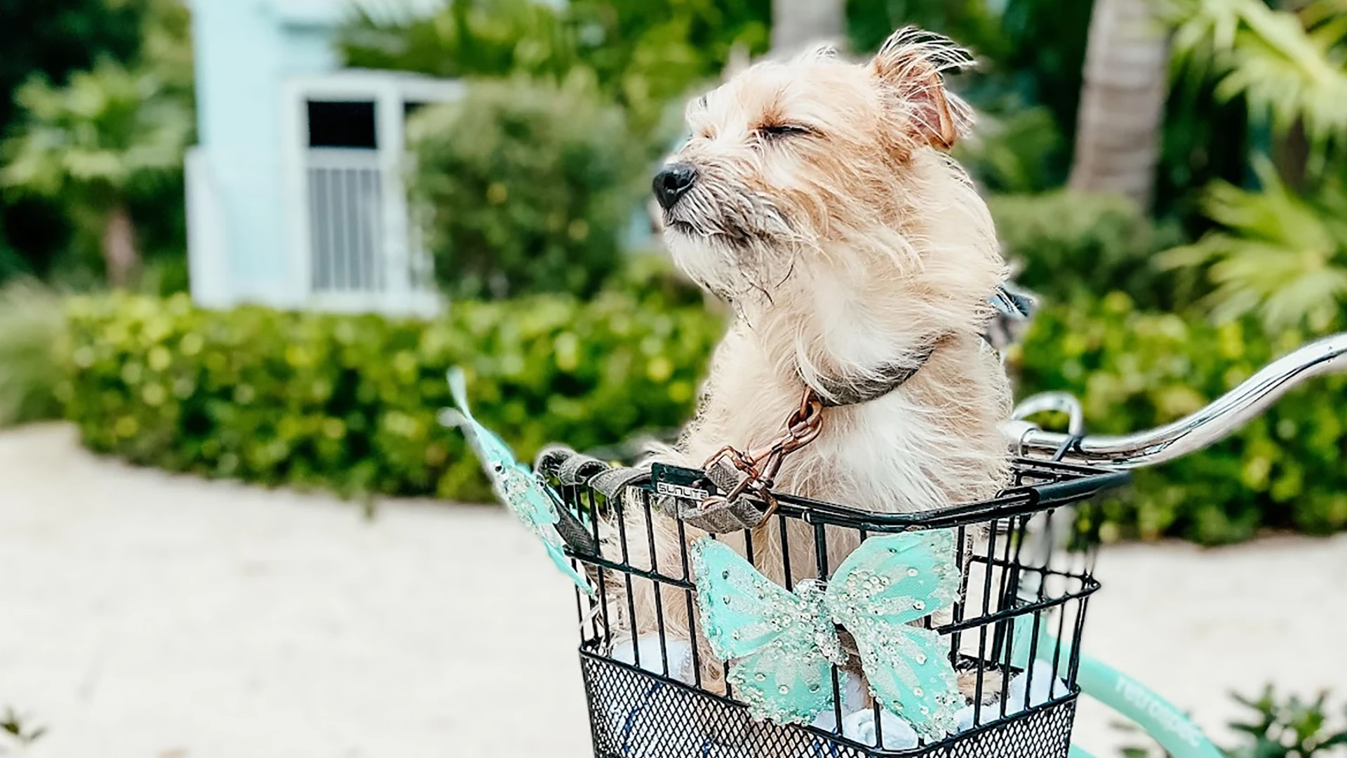 a dog in a basket