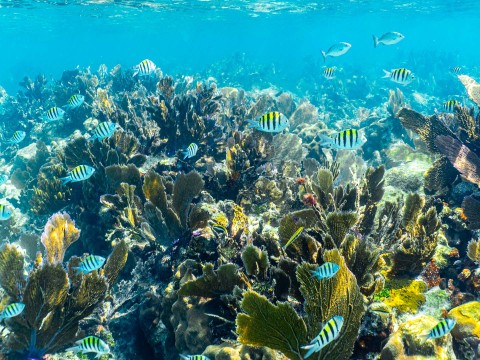a group of fish swimming in the water
