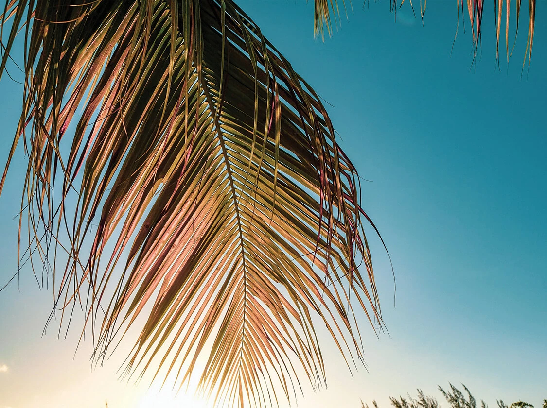 a palm tree leaf against a blue sky