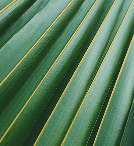 a close up of a plant