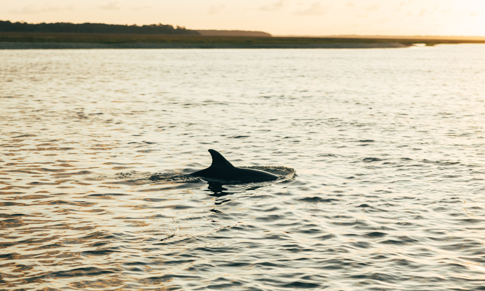 a dolphin fin in the water