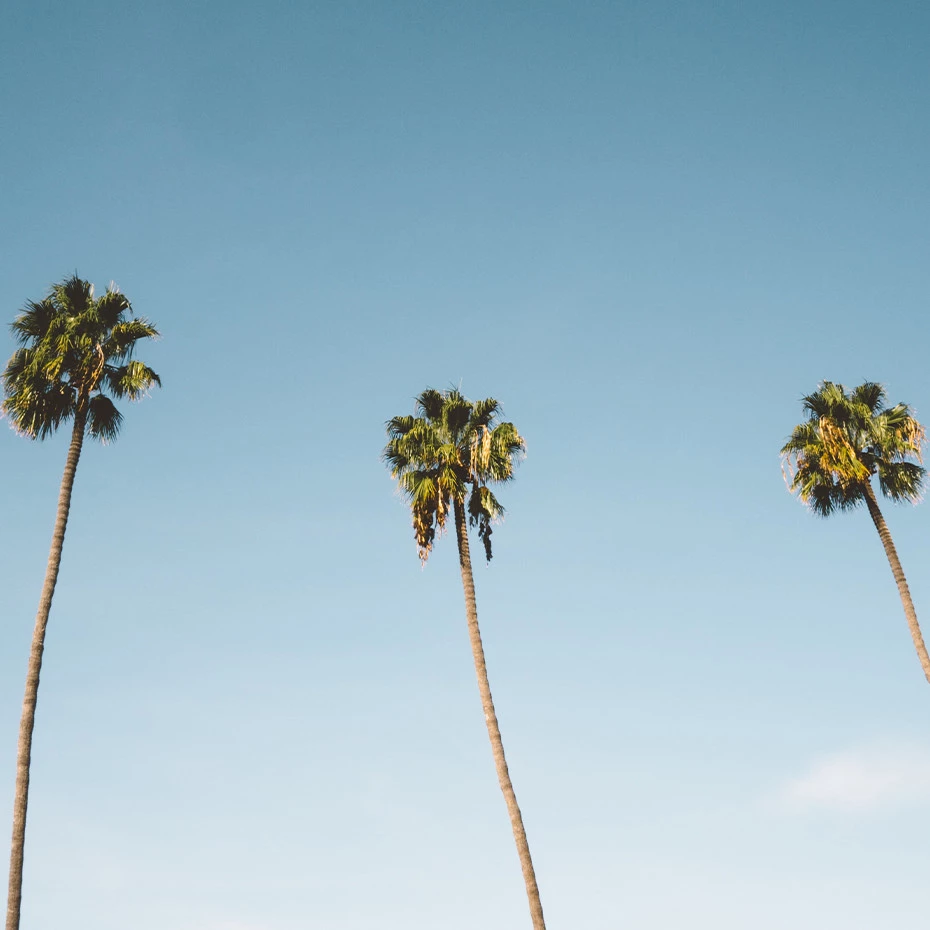 a group of palm trees