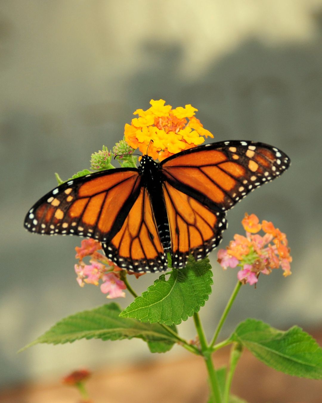 a butterfly on a flower