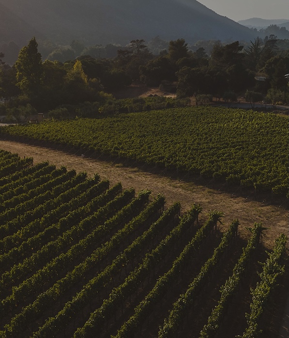 a rows of rows of green plants