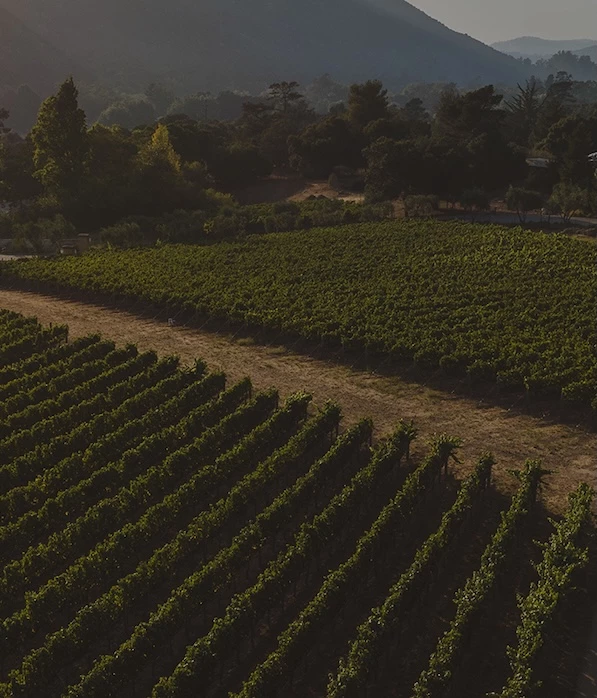 a rows of rows of green plants