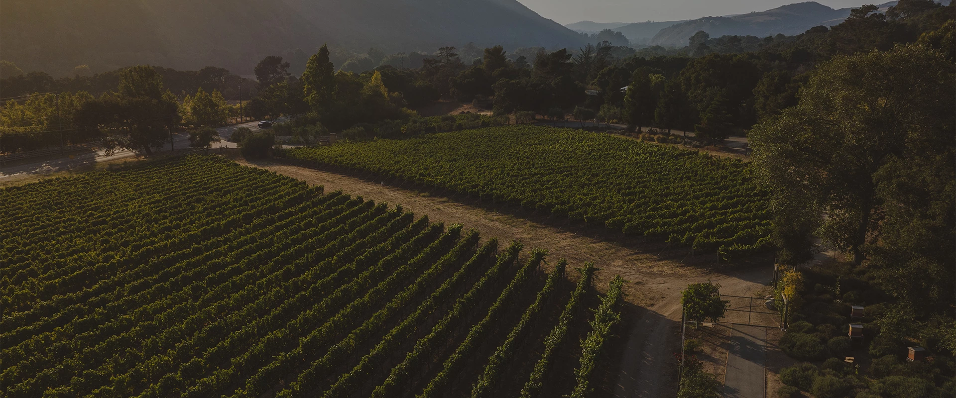 a rows of rows of green plants