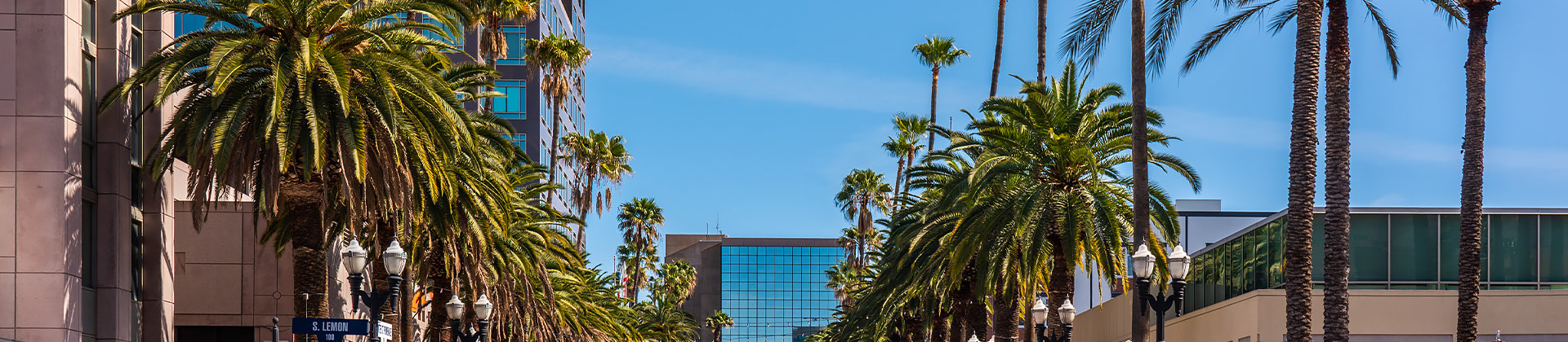 multiple palm trees in the city