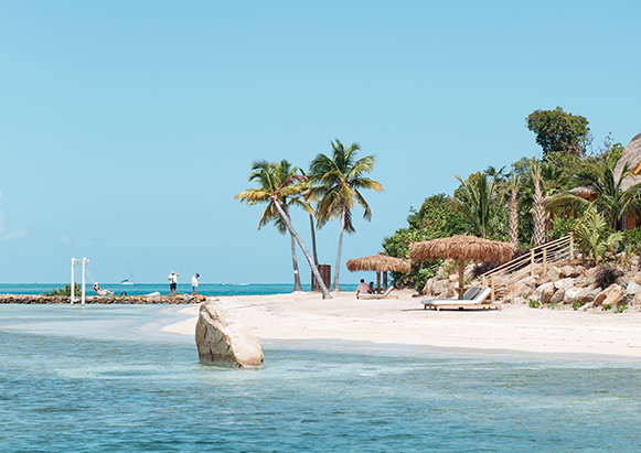 a beach with palm trees and a group of people on the beach