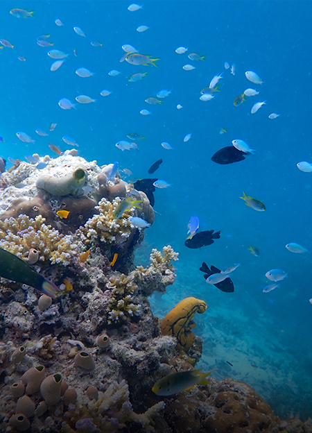 a group of fish swimming around coral