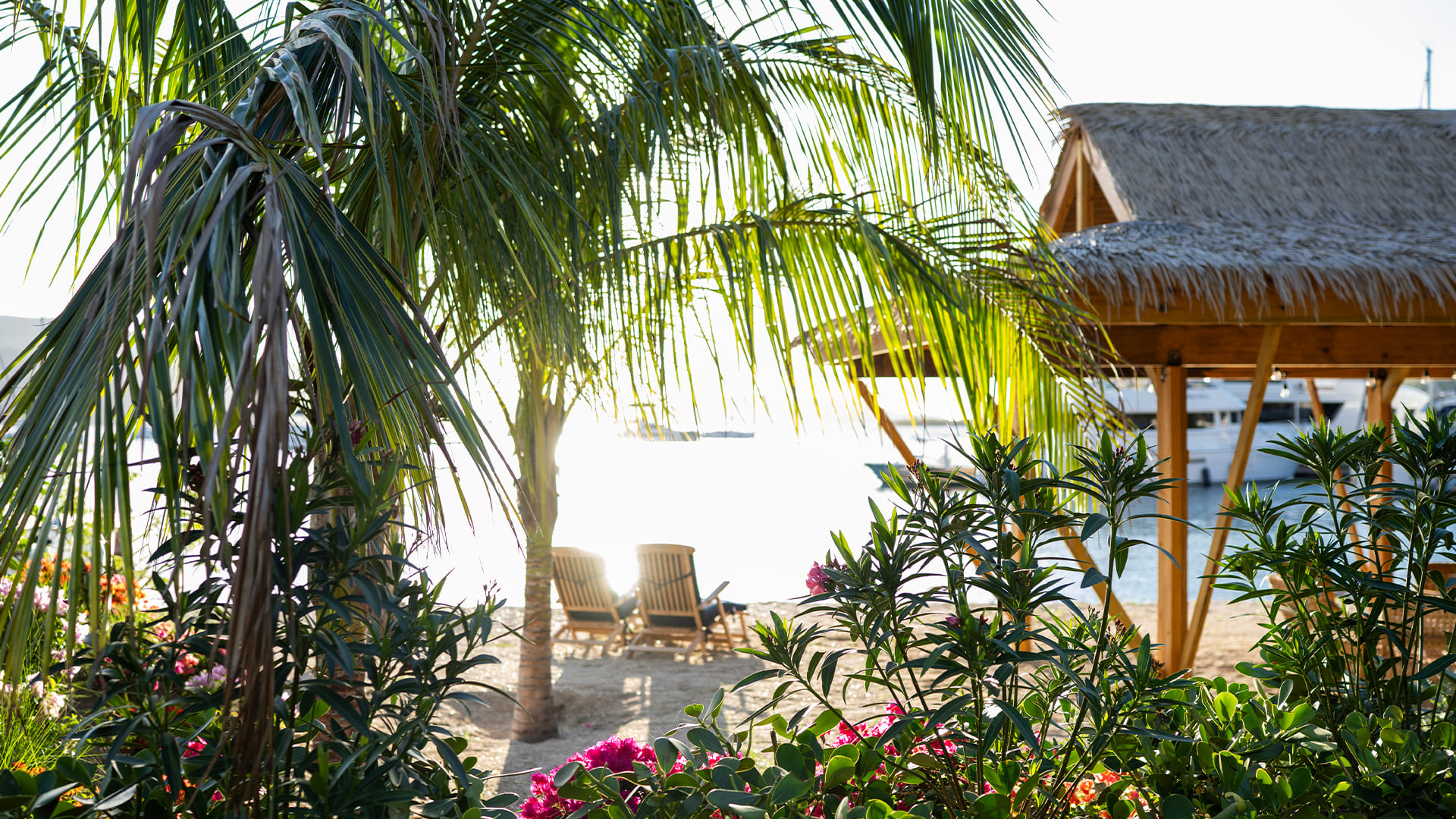 a palm trees and chairs on a beach