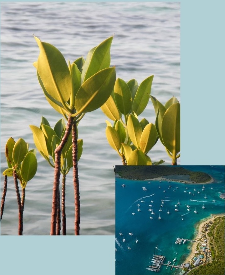 Young mangroves taking root in the shallows, and an aerial view of Bitter End Yacht Club on the North Sound