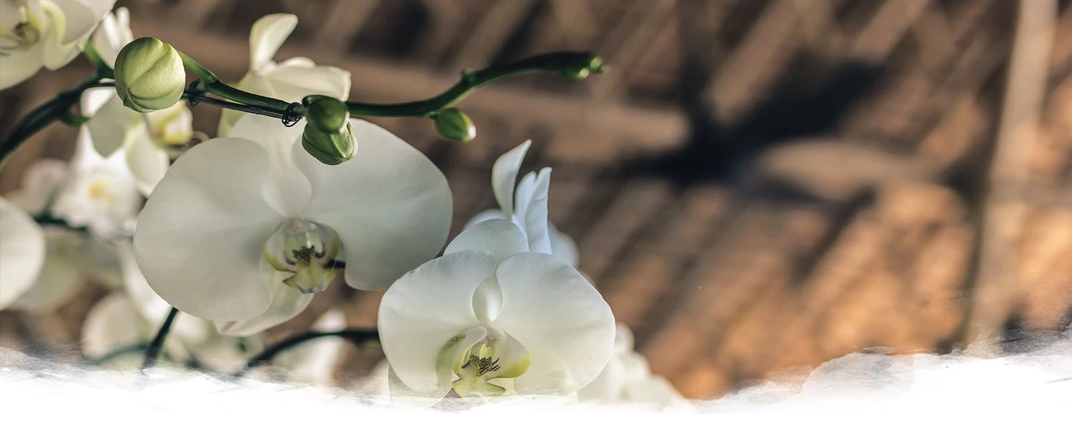 close up of white flowers