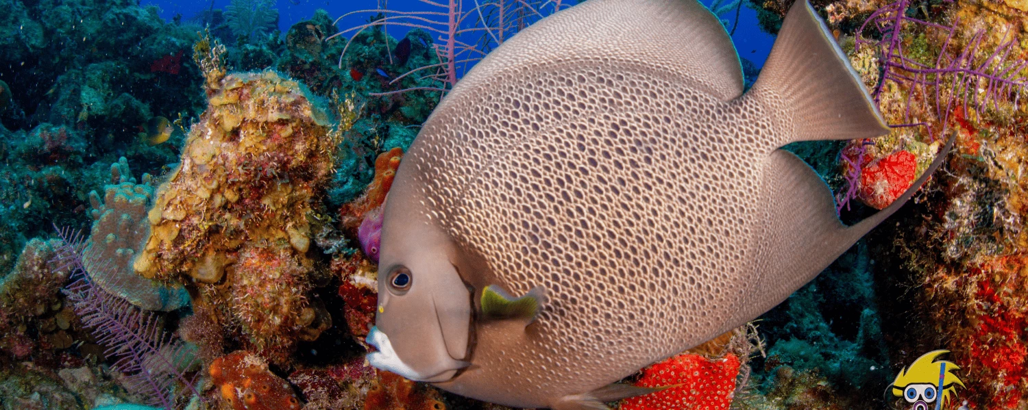 a fish swimming in the water