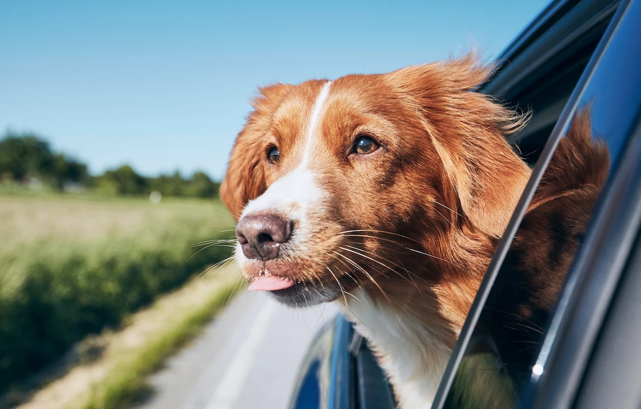 a dog looking out of a car window