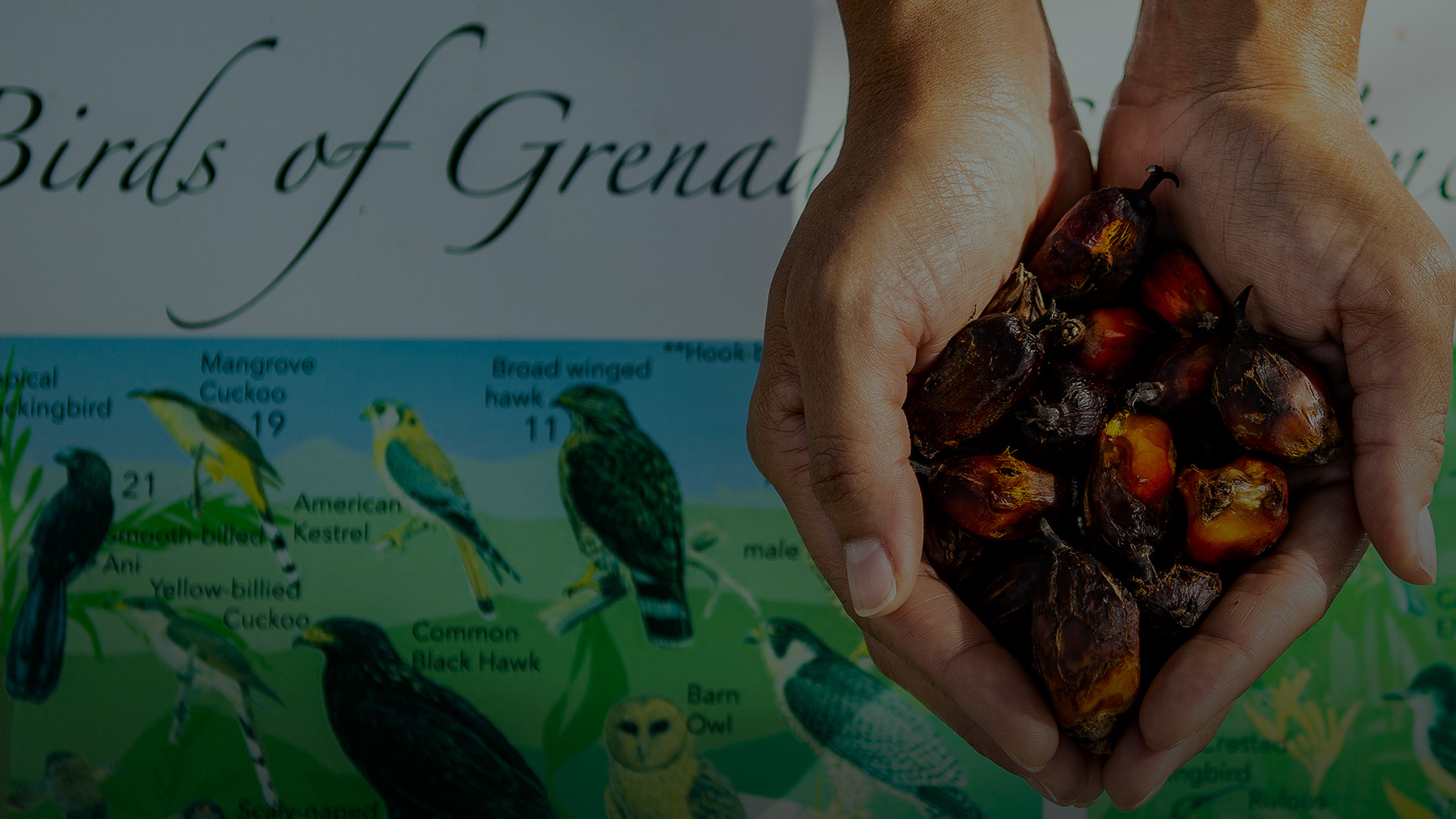 a hand holding a handful of dates