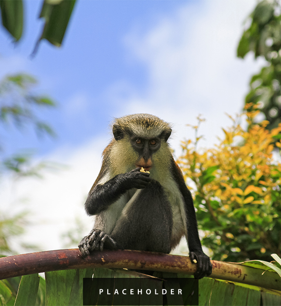a monkey eating on a branch