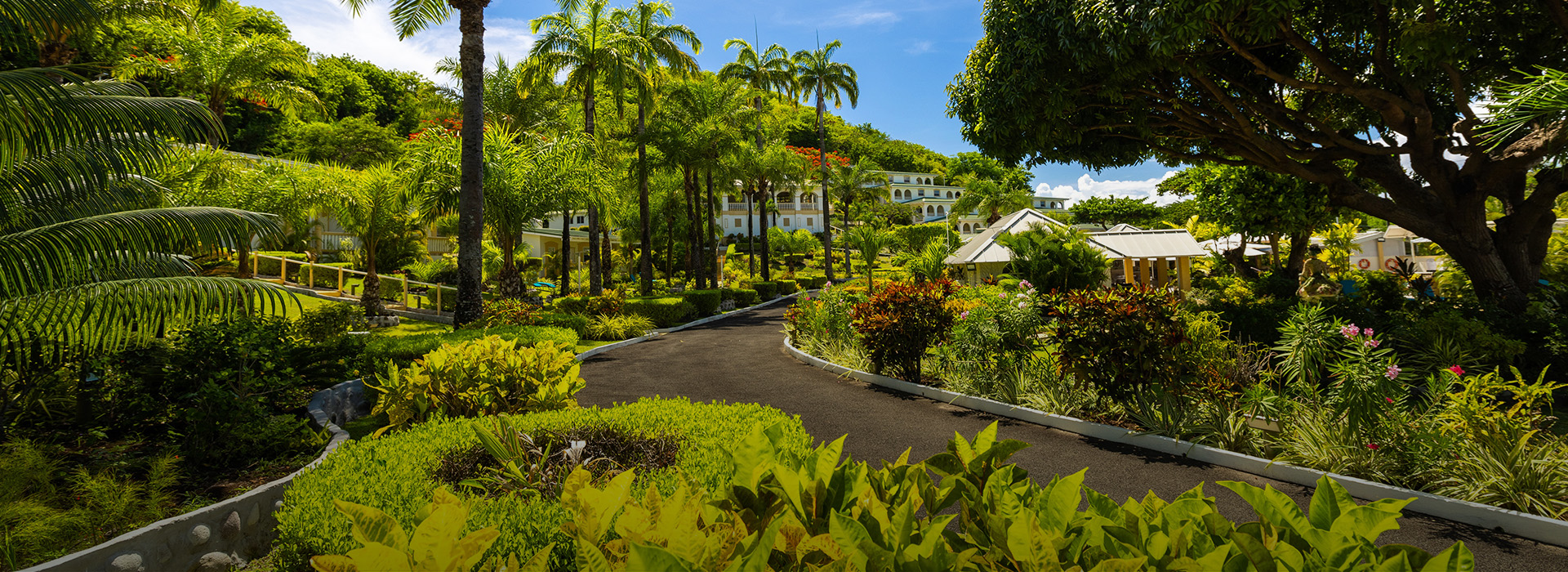 a road with palm trees and bushes