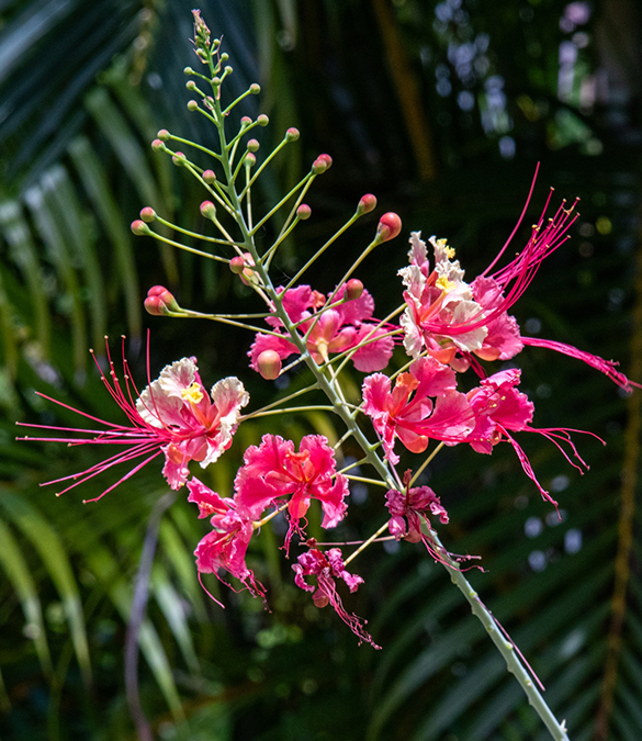 a close up of a flower
