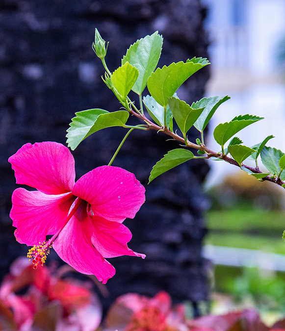 a pink flower on a branch