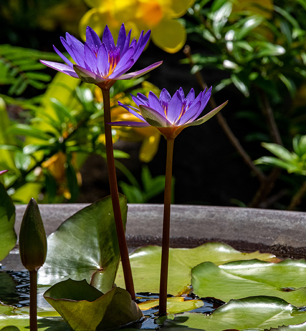 purple flowers in a pot