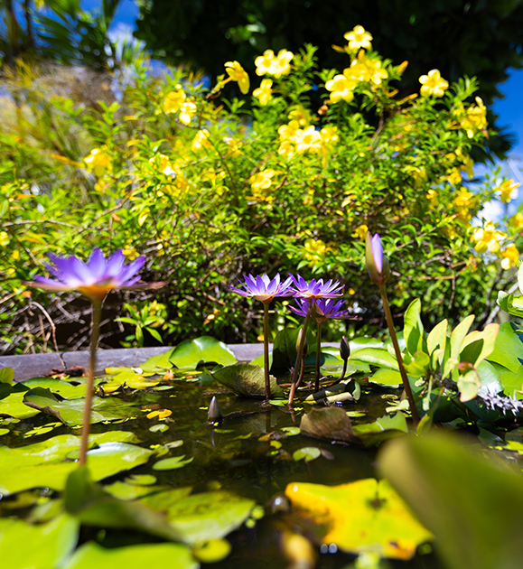 purple flowers in a pond