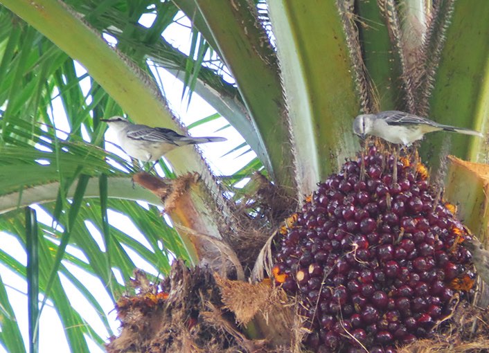 two small birds sitting in a tree