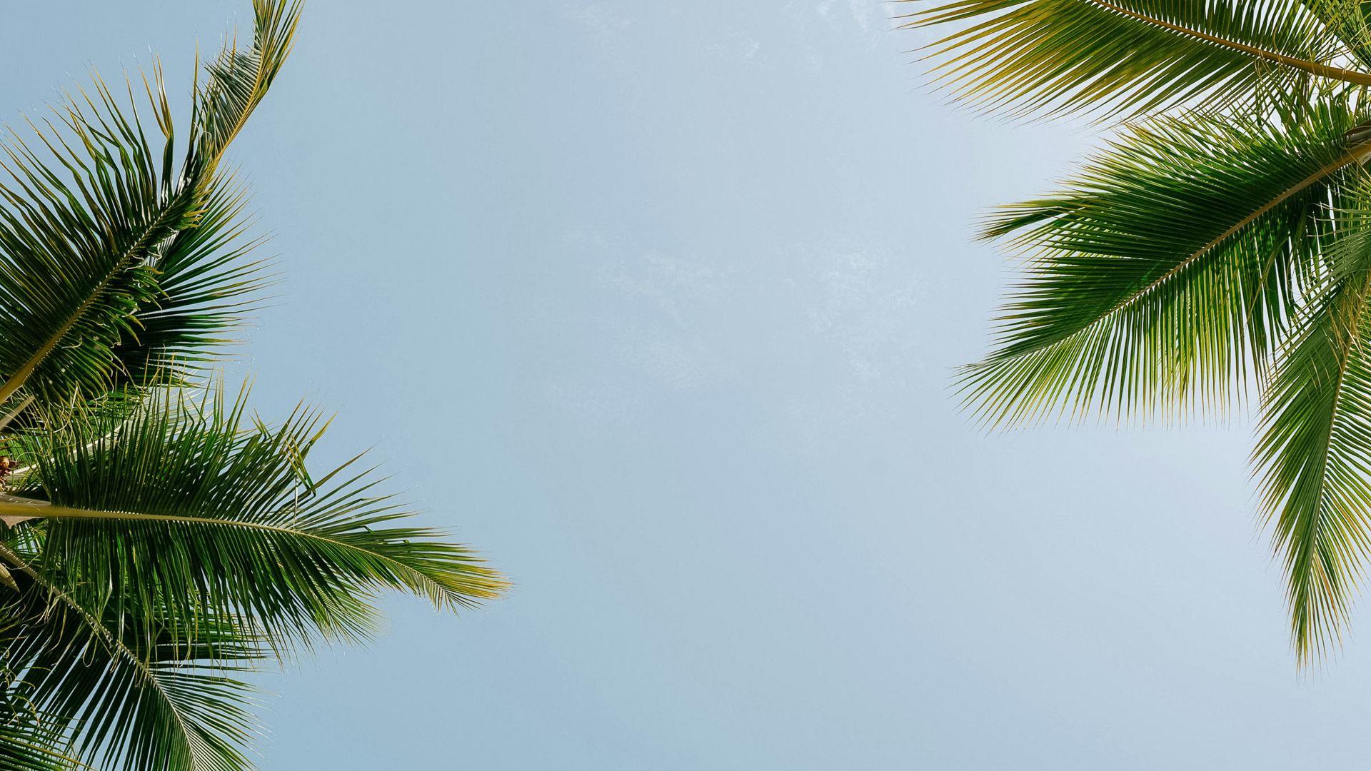 palm trees against a blue sky