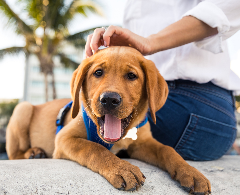 a person petting a dog