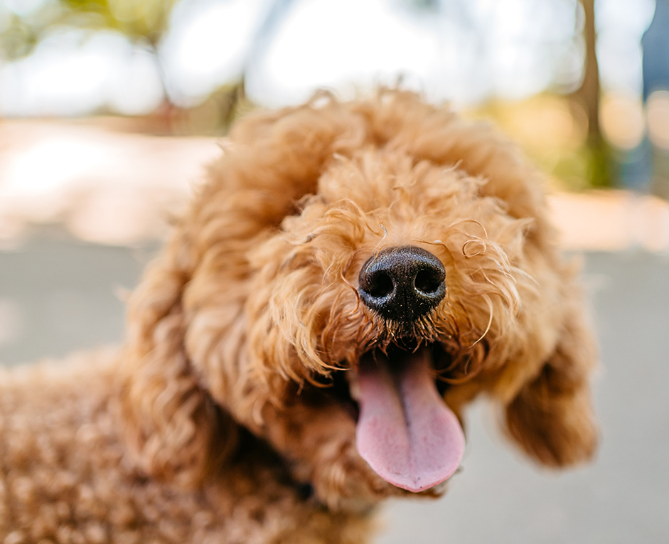 a dog with its mouth open