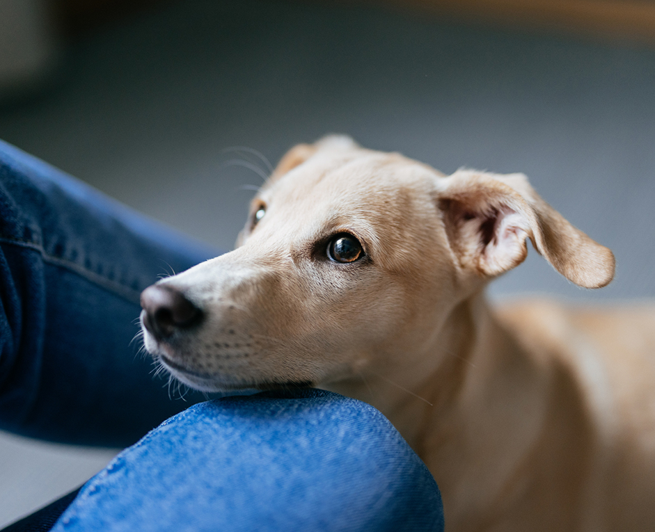 a dog leaning on a person's leg