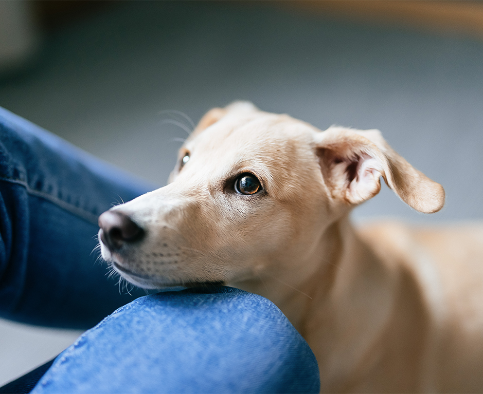 a dog leaning on a person's leg